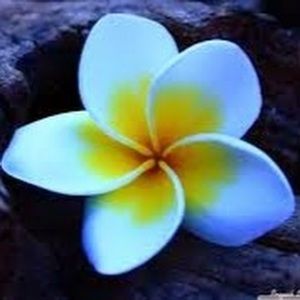 Meet your Posher, Ana